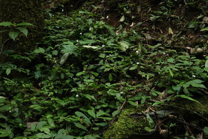 Stenandrium warneckei flowering on the forest floor, Amani, 800 m asl, East Usambara, Tanzania