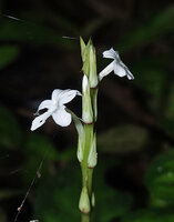 Stenandrium warneckei, inflorescence with foliaceous opposite bracts, curved tube of the flower, Amani, 800 m asl, East Usambara, Tanzania
