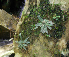 Stenoglottis fimbriata, mossy vertical rock face habitat receiving water spray, Howick Falls, KwaZulu Natal, South Africa