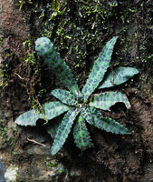 Stenoglottis fimbriata on mossy vertical rock face habitat, Howick Falls, KwaZulu Natal, South Africa