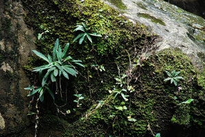 Stenoglottis fimbriata on mossy vertical rock face, Howick Falls, KwaZulu Natal, South Africa