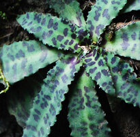 Stenoglottis fimbriata, undulate leaf margins, Howick Falls, KwaZulu Natal, South Africa