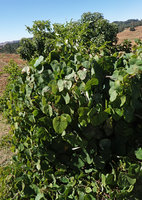 Stephania abyssinica climbing on shrubs, Simien NP, 2800 m asl, Ethiopia