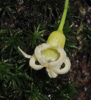 Sterculia sp., flower, Karawari, Sepik, Papua New Guinea