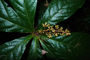 Sterculia stipulata, leaves and inflorescence, Danum Valley, Sabah