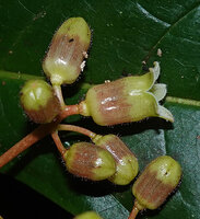 Sterculia stipulata, perianth reduced to the calyx with hairy lobes, Danum Valley, Sabah