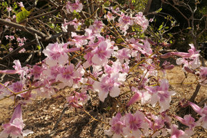 Stereospermum kunthianum flowering while deciduous in dry season, South Luangwa NP, Zambia
