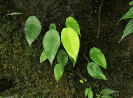 Steudnera cf. henryana on vertical seeping rock, a drop of water excreted by hydathodes at the leaf acumen, Nam Cang, Sapa, Vietnam