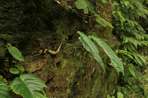 Steudnera cf. henryana on vertical seeping rock, Nam Cang, Sapa, Vietnam