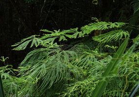 Sticherus hirtus, fan shaped fronds, Imbu Rano, Kolombangara, Solomon Islands