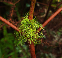 Sticherus truncatus var. plumiformis, dissected foliaceous elements in stipular position at frond bifurcations, Mt Kinabalu NP, 1600 m  asl, Sabah, Borneo.