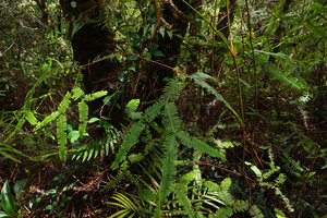 Sticherus truncatus var. plumiformis, Mt Kinabalu NP, 1600 m  asl, Sabah, Borneo