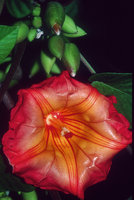 Stictocardia beraviensis