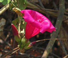 Stictocardia beraviensis, bright indian pink form, Ndole Bay, Lake Tanganyika, Zambia