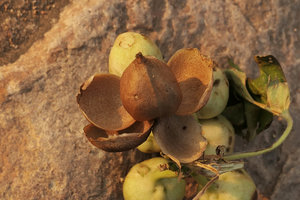 Stictocardia beraviensis, dry capsule and sepals, Ndole Bay, Zambia