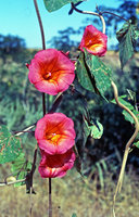 Stictocardia beraviensis, flower details, Miandrivaso, Madagascar