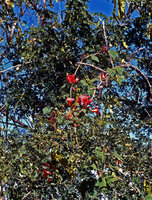 Stictocardia beraviensis, in full bloom and almost leafless, Miandrivaso, Madagascar