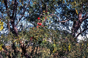 Stictocardia beraviensis in habitat, climbing on small trees in deciduous relictual forest, Miandrivaso, Madagascar
