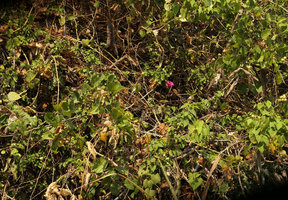 Stictocardia beraviensis in its swampy habitat, Ndole Bay, Zambia
