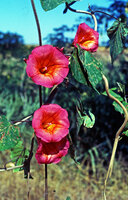 Stictocardia beraviensis, Miandrivaso, Madagascar