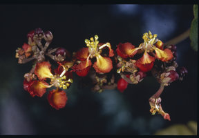 Stigmaphyllon sinuatum, Petit Saut, French Guyana