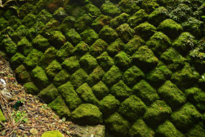 Stone wall covered by mosses, Hakone, Japan