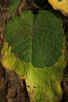 Streptocarpus cf. goetzei, abscission layer separating the distally withering phyllomorph from the proximal living basal part during the dry season, Zomba, Malawi
