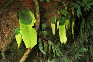 Streptocarpus cf. goetzei, population on vertical earth bank with partly withering phyllomorphs during the dry season, Zomba, Malawi