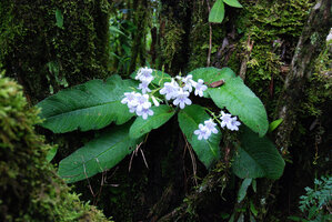 Streptocarpus cyaneus subsp. nigridens on vertical mossy rock in forest understory, Blyde River Canyon, Mpumalanga, South Africa