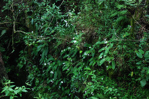 Streptocarpus cyaneus subsp. nigridens, population on vertical rock in forest understory, Blyde River Canyon, Mpumalanga, South Africa