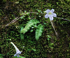 Streptocarpus gardenii, flowers, Monks Cowl, Drakensberg, South Africa
