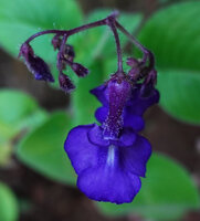 Streptocarpus glandulosissimus, flower front view, way to Bondwa Peak, 1100 m asl, Uluguru Mts, Tanzania