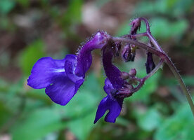 Streptocarpus glandulosissimus, lateral view of the flowers with strongly curved tube, way to Bondwa Peak, 1100 m asl, Uluguru Mts, Tanzania