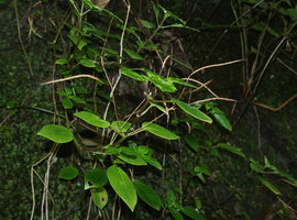Streptocarpus glandulosissimus, twisted capsular fruits, Amani, East Usambara, Tanzania