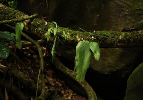 Streptocarpus (syn. Acanthonema) strigosus, low epiphyte, Campo Ma'an NP, Cameroon