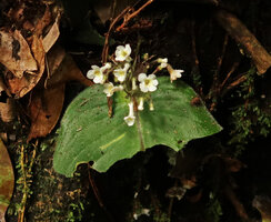 Streptocarpus (syn. Acanthonema) strigosus, white flowered form, Campo Ma'an NP, Cameroon