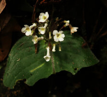 Streptocarpus (syn. Acanthonema) strigosus, white flowered form with long tube largely inflated at the base, Campo Ma'an NP, Cameroon