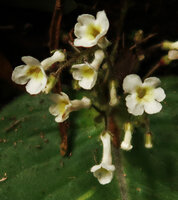 Streptocarpus (syn. Acanthonema) strigosus, white flowered form with yellow throat and long tube largely inflated at the base, Campo Ma'an NP, Cameroon