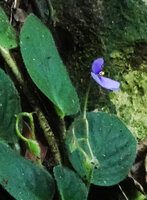 Streptocarpus (syn. Saintpaulia) ionanthus, flower, Amboni caves, Tanga, Tanzania