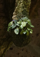 Streptocarpus (syn. Saintpaulia) ionanthus, flowering individual at the very base end of a stalactite, Amboni caves, Tanga, Tanzania