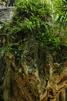 Streptocarpus (syn. Saintpaulia) ionanthus habitat, on the exposed vertical karst with Adiantum incisum and Nephrolepis acutifolia around the entrance of Amboni caves, Tanga, Tanzania