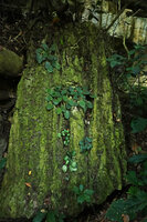 Streptocarpus (syn. Saintpaulia) ionanthus, individuals mostly installed in karst fissures, Amboni caves, Tanga, Tanzania