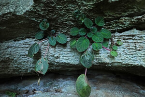 Streptocarpus (syn. Saintpaulia) ionanthus in the horizontal fissure of vertical karst, Amboni caves, Tanga, Tanzania