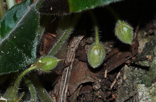 Streptocarpus (syn. Saintpaulia) ionanthus, maturing hairy subspherical capsular fruits, Amboni caves, Tanga, Tanzania
