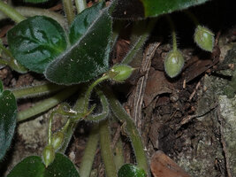 Streptocarpus (syn. Saintpaulia) ionanthus, maturing subspherical capsular fruits, Amboni caves, Tanga, Tanzania