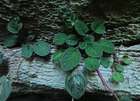 Streptocarpus (syn. Saintpaulia) ionanthus on eroded vertical karst, Amboni caves, Tanga, Tanzania