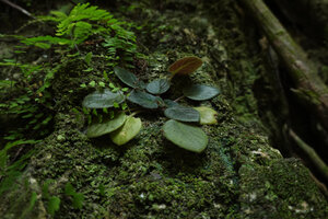 Streptocarpus (syn. Saintpaulia) ionanthus, purple leaved individual among mosses and algae on vertical karst, Amboni caves, Tanga, Tanzania