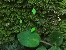 Streptocarpus (syn. Saintpaulia) ionanthus, seedlings exhibiting a strong anisocotyly, the large cotyledon growing downwardly and the reduced one standing above, Amboni caves, Tanga, Tanzania