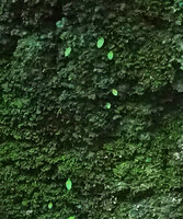 Streptocarpus (syn. Saintpaulia) ionanthus, seedlings exhibiting a strong anisocotyly, the large cotyledon growing in downwards direction and the reduced one standing above, Amboni caves, Tanga, Tanzania