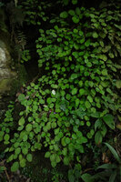 Streptocarpus (syn. Saintpaulia) ionanthus subsp. grotei, a dense population totally covering a vertical rock face, Emau Hill, Amani, East Usambara, Tanzani
